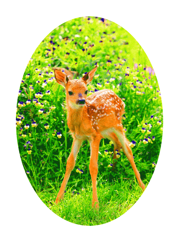 Découvrez la fable "La biche et le faon"