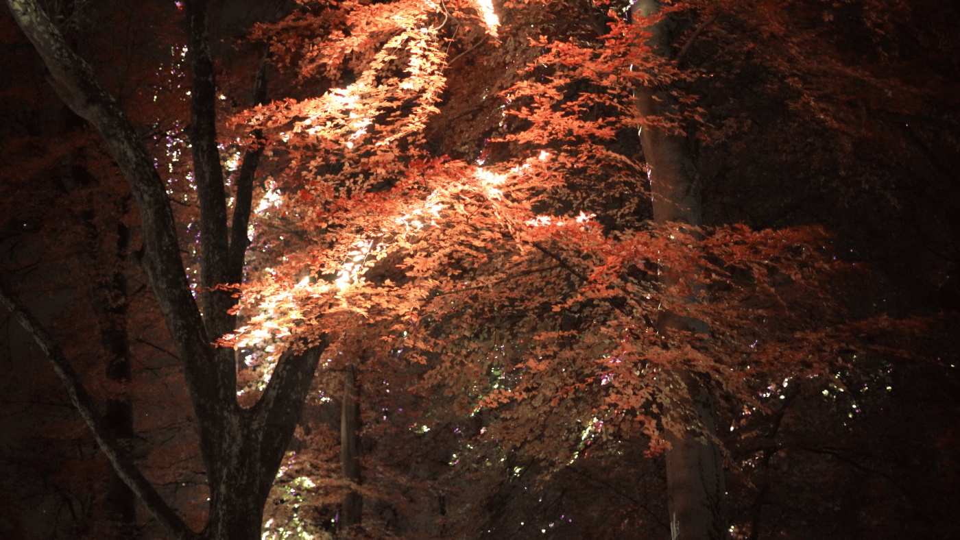 All the trees